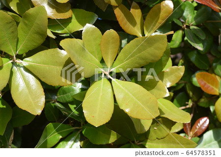 Ubamegashi (Ugame oak), hedge 64578351