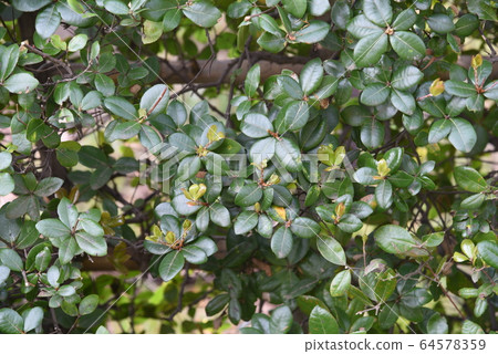 Ubamegashi (Ugame oak), hedge Ubamegashi (Ugame oak), hedge 64578359