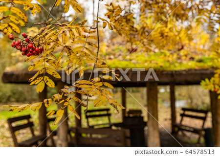 Forest lodge in backwoods, Wooden arbor, Branches with berries of a red mountain ash, beautiful forest in Autumn, Valday national park, yellow leafs at the ground, Russia, golden trees, cloudy weather Forest lodge in backwoods, Wooden arbor, Branches with berries of a red mountain ash, beautiful forest in Autumn, Valday national park, yellow leafs at the ground, Russia, golden trees, cloudy weather 64578513