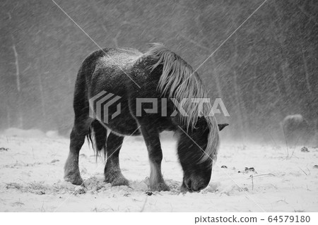 Cold horse Cold horse 64579180
