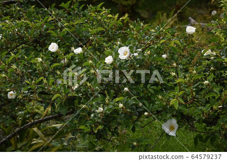 Naniwa Neubara flower Naniwa Neubara flower 64579237