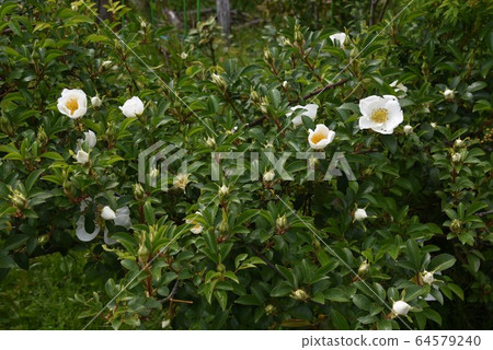 Naniwa Neubara flower 64579240