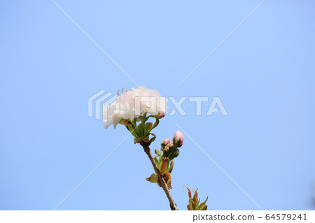 雙櫻花 64579241