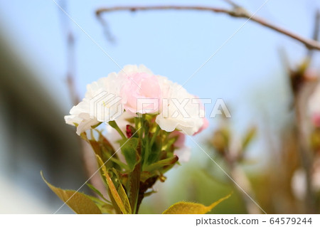 雙櫻花 64579244