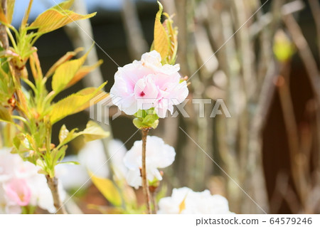 雙櫻花 64579246