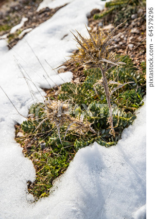 Dry grass under white clear snow on slopes at sunset, prickly plant, snowy hill, grass peek out from under snow, mountains is on background 64579296