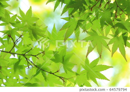 新鮮的綠色生態圖像(槭樹的年輕葉子) 新鮮的綠色生態圖像(槭樹的年輕葉子) 64579794