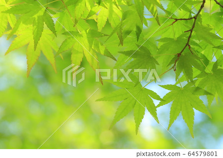 新鮮的綠色生態圖像(槭樹的年輕葉子) 新鮮的綠色生態圖像(槭樹的年輕葉子) 64579801