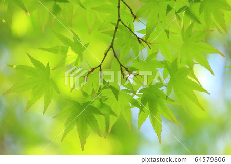 新鮮的綠色生態圖像(槭樹的年輕葉子) 新鮮的綠色生態圖像(槭樹的年輕葉子) 64579806