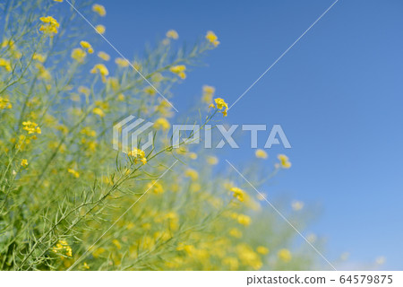 Rape blossoms swaying in the spring breeze 64579875