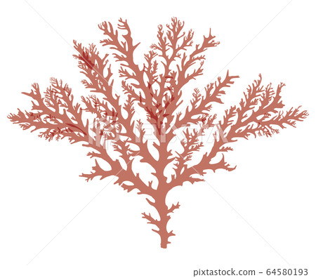 海藻紅藻矢量素材由香里 海藻紅藻矢量素材由香里 64580193