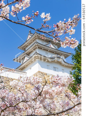 Akashi Castle of Sakura 64580517
