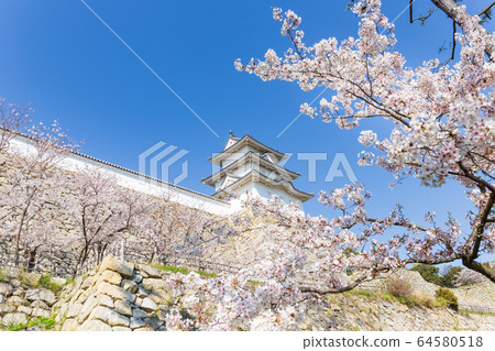 Akashi Castle of Sakura 64580518
