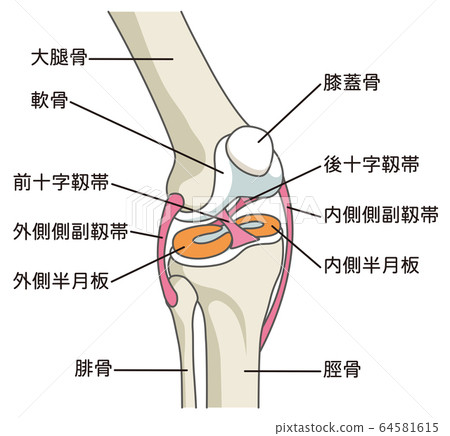 膝關節韌帶 64581615