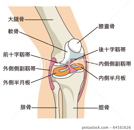 膝關節韌帶 64581626