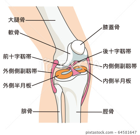 膝關節韌帶 插圖素材 圖庫