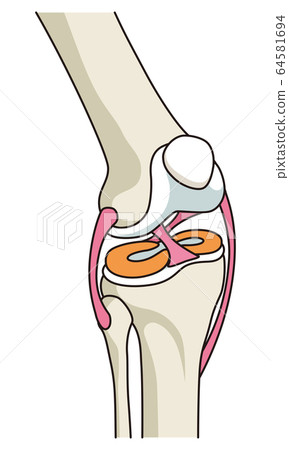 Knee joint structure Ligaments 64581694