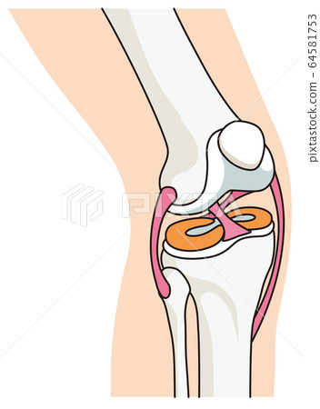 Knee joint structure Ligaments 64581753