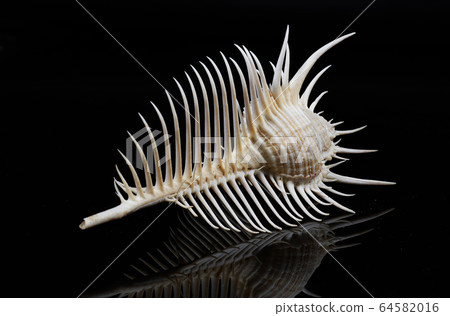 Shellfish Shellfish 64582016