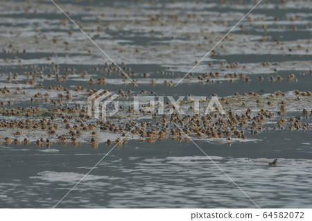 南方蟹，南美蟹，士兵蟹群，1碎屑 64582072