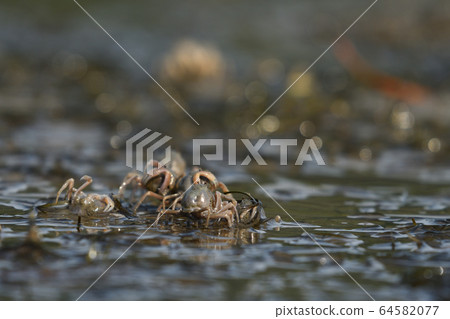 Southern crab, South American crab Soldier crab herd, 1 detritus 64582077