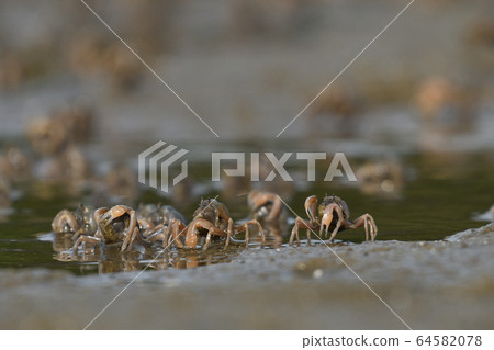 南方蟹，南美蟹，士兵蟹群，1碎屑 64582078