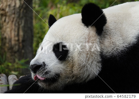 giant panda giant panda 64582179