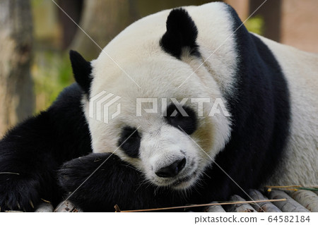 大熊貓 64582184