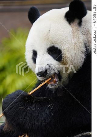 giant panda 64582189