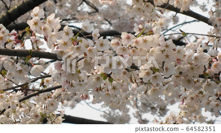 櫻花盛開 櫻花盛開 64582351