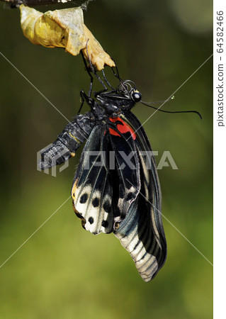 長崎燕尾的出現 64582466