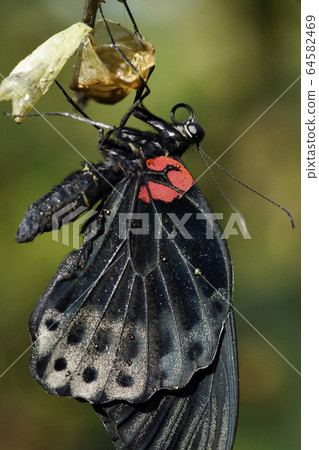 Emergence of Nagasaki Swallowtail 64582469