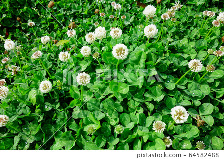White clover 64582488