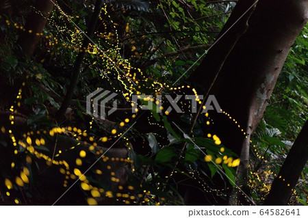 Yaeyama firefly filiformis yayeyamana Yaeyama Himebotaru Ishigakijima 64582641