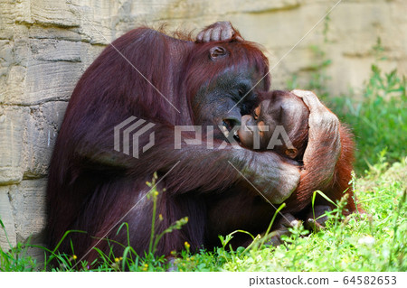Orangutan Orangutan 64582653