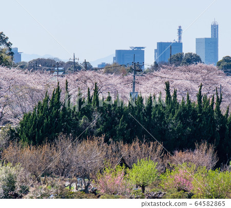Flower field and new city center 64582865