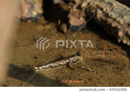 Tontonmi Minami Toby蝦虎魚Barbard Mudskipper潮汐紅樹林 64582866