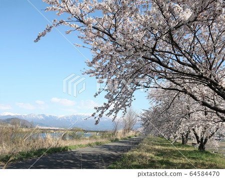Niigata Prefecture Kaji River Tsutsumi Sakura 64584470