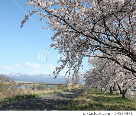 Niigata Prefecture Kaji River Tsutsumi Sakura Niigata Prefecture Kaji River Tsutsumi Sakura 64584471