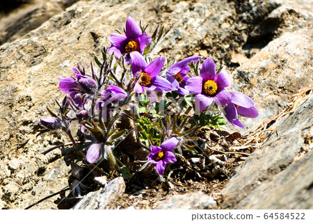 Yeongwol Donggang Halli Flower 64584522