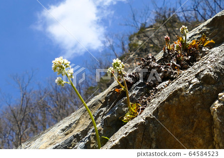 Yeongwol Dong River Stone Maple Flower 64584523