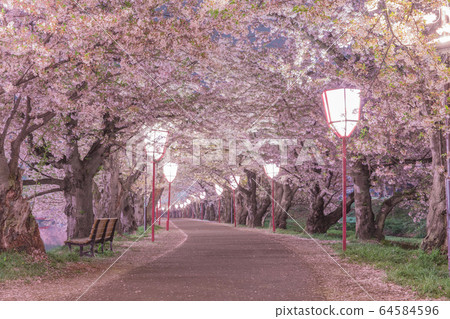 弘前公園櫻花隧道 64584596