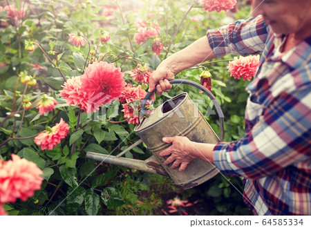 senior woman watering flowers at summer garden senior woman watering flowers at summer garden 64585334