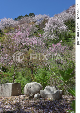 櫻花在禪宗寺廟在春天 櫻花在禪宗寺廟在春天 64586286
