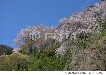 Cherry blossoms in the Zen temple in spring Cherry blossoms in the Zen temple in spring 64586288