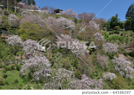 櫻花在禪宗寺廟在春天 櫻花在禪宗寺廟在春天 64586297