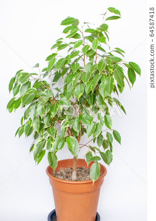Houseplant "Ficus Benjamina" 64587418