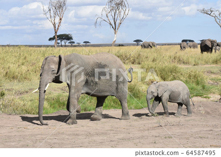 African elephant child (Serengeti National Park, Tanzania) African elephant child (Serengeti National Park, Tanzania) 64587495