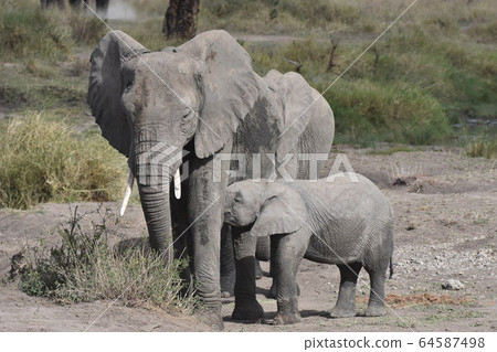 非洲象兒童（坦桑尼亞塞倫蓋蒂國家公園） 64587498