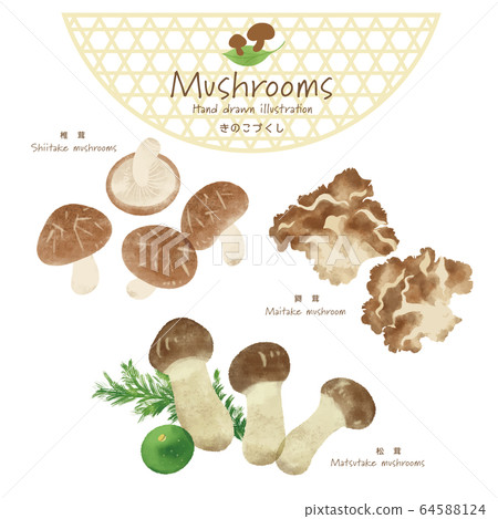 Mushroom illustration / hand-painted style / autumn taste 64588124